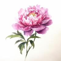 Watercolor beautiful peony flower. Illustration photo