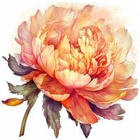 Watercolor beautiful peony flower. Illustration photo