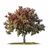 Apple tree isolated. Illustration photo