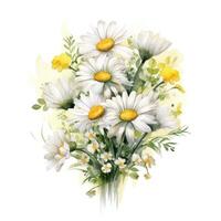 Watercolor chamomile isolated. Illustration photo