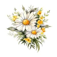 Watercolor chamomile isolated. Illustration photo