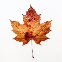 Autumn leaf isolated. Illustration photo