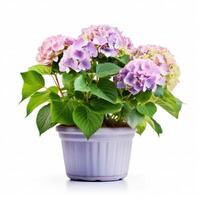 Hydrangea bush in blossom in flowerpot isolated Illustration photo