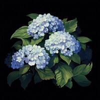 Hydrangea bush in blossom in flowerpot isolated Illustration photo
