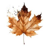 Autumn leaf isolated. Illustration photo