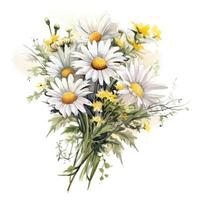 Watercolor chamomile isolated. Illustration photo