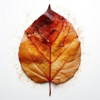 Autumn leaf isolated. Illustration photo