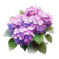 Hydrangea bush in blossom in flowerpot isolated Illustration photo