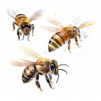 Honey bee isolated. Illustration photo