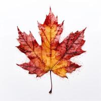 Autumn leaf isolated. Illustration photo