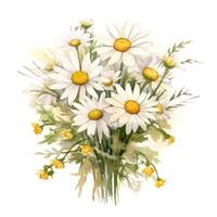 Watercolor chamomile isolated. Illustration photo