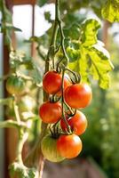 Red ripe tomato in garden. Illustration AI Generative photo