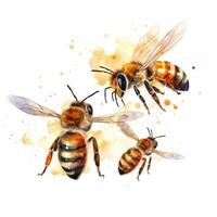 Honey bee isolated. Illustration photo