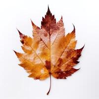 Autumn leaf isolated. Illustration photo