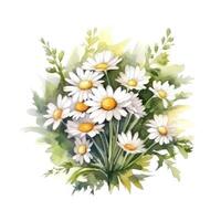 Watercolor chamomile isolated. Illustration photo