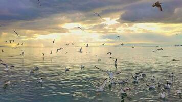 Too Many Seagulls Flying On The Beach On A Cloudy Day video