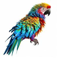 Bright parrot isolated. Illustration photo