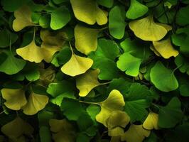 Ginkgo biloba leaves Dark background created with technology photo