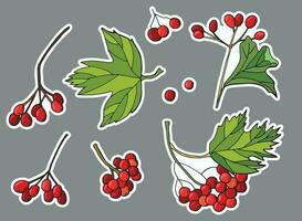 Viburnum sticker set. Berries, clusters of viburnum. vector