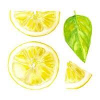 Set of Watercolor slices lemon isolated on white background. Vector realistic illustration of fruit.