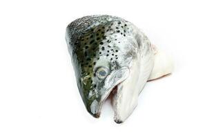 Cut Cleaned Salmon Trout Fish Head half photo