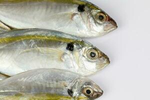 Raw fresh small yellow striped tervally banded slender fish photo