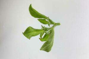 Ice plant vegetable greed frosty leaf photo