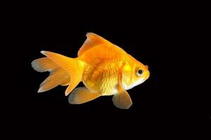 GoldFish aquarium pet photo