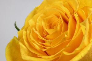 amarillo Rosa flor de cerca macro pétalos circulo en blanco antecedentes foto