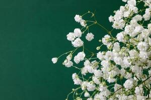 Small white busy baby breath flower bunch on green background photo