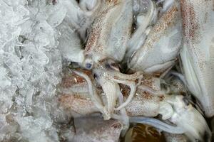 Fresh squid calamari  cuttlefish at weekly street market photo