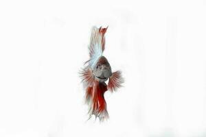 Colourful Beta fighter fish photo