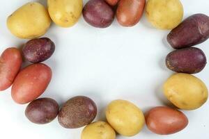 red purple yellow multi tri color small baby potato on white background frame border copy text space photo