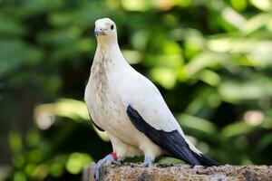 Pied imperial pigeon photo