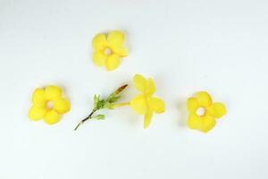 Yellow allamanda bell flower on white paper background text copy space minimalist concept photo