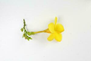 Yellow allamanda bell flower on white paper background text copy space minimalist concept photo