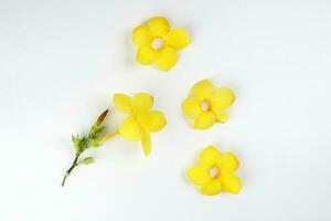 Yellow allamanda bell flower on white paper background text copy space minimalist concept photo