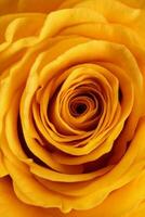 Yellow rose flower closeup macro petals circle photo