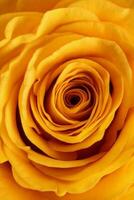 Yellow rose flower closeup macro petals circle photo