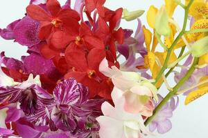 Colorful Orchid Flower photo