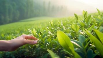 cerca arriba mano de mujer toque y pata en parte superior de joven hoja té y caminar en el brumoso verde té campo en mañana, ai generativo foto