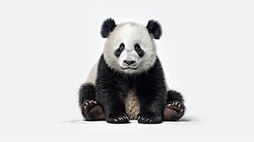 panda sit on white background, photo