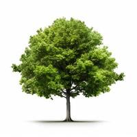 verde árbol aislado. ilustración ai generativo foto