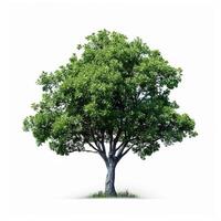 Green tree isolated. Illustration photo