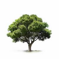 verde árbol aislado. ilustración ai generativo foto