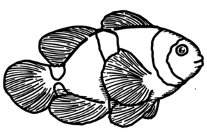 hav djur- - clown fisk - nemo fisk png