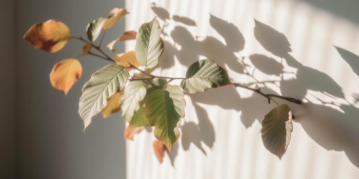 Minimal abstract concrete texture background, neutral colored background wall textured surface with shadow for cosmetic spa health wellness product presentation. illustration photo