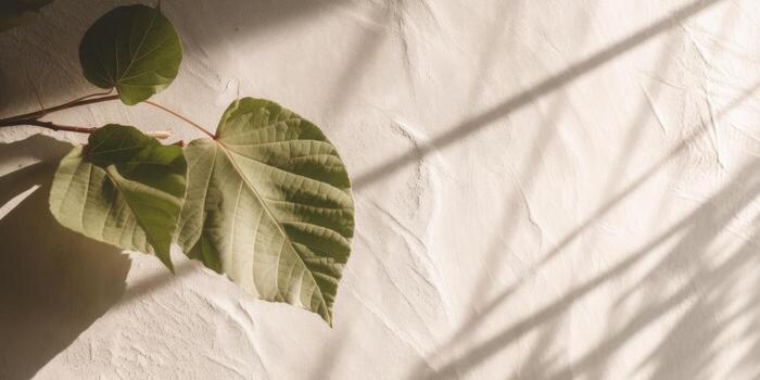 Minimal abstract concrete texture background, neutral colored background wall textured surface with shadow for cosmetic spa health wellness product presentation. illustration photo