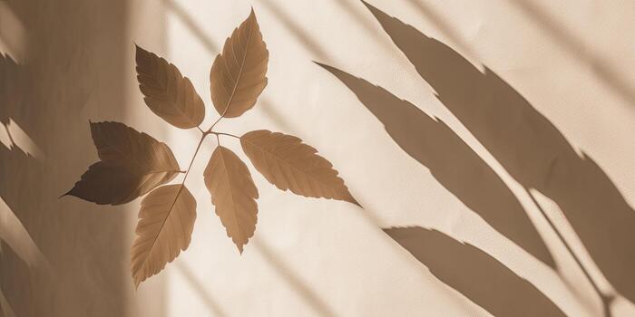 Minimal abstract concrete texture background, neutral colored background wall textured surface with shadow for cosmetic spa health wellness product presentation. illustration photo