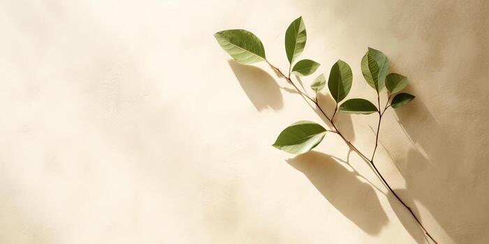 Minimal abstract concrete texture background, neutral colored background wall textured surface with shadow for cosmetic spa health wellness product presentation. illustration photo